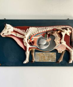 modèle anatomique Vache